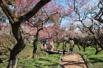 北野天満宮の梅情報