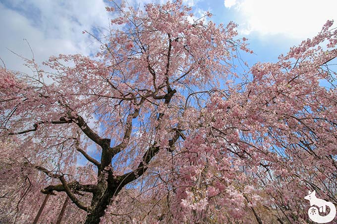 原谷苑の桜