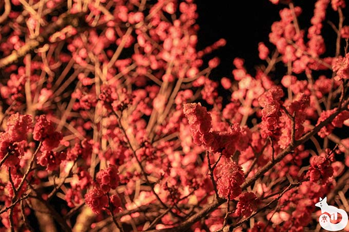 北野天満宮 梅のライトアップ 梅の花