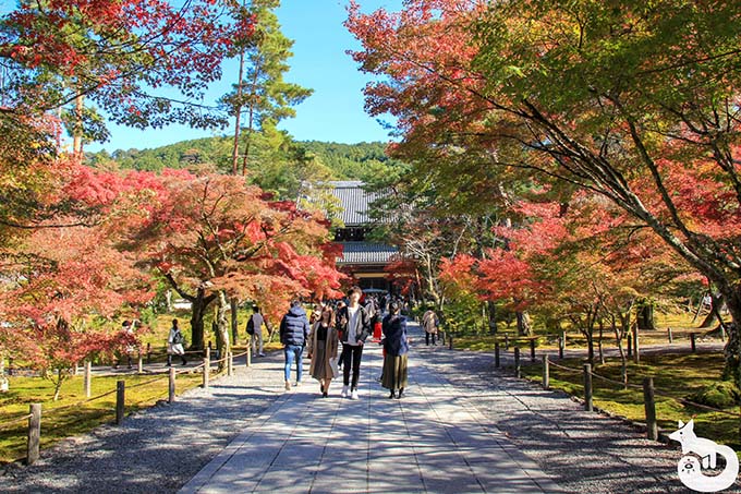 南禅寺 法堂前の紅葉の写真