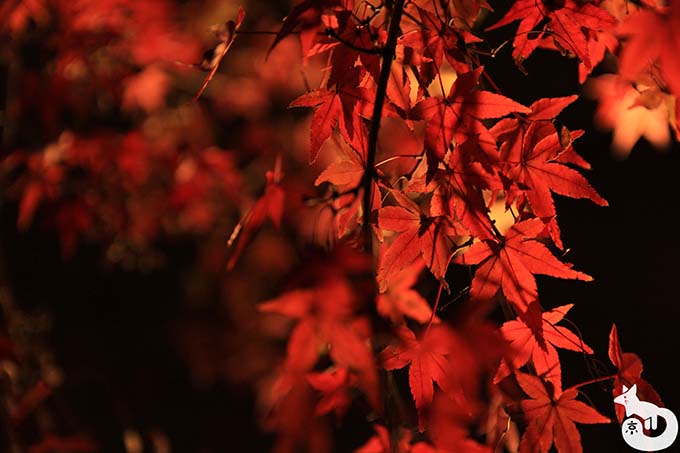 東寺 秋のライトアップ｜深紅の紅葉