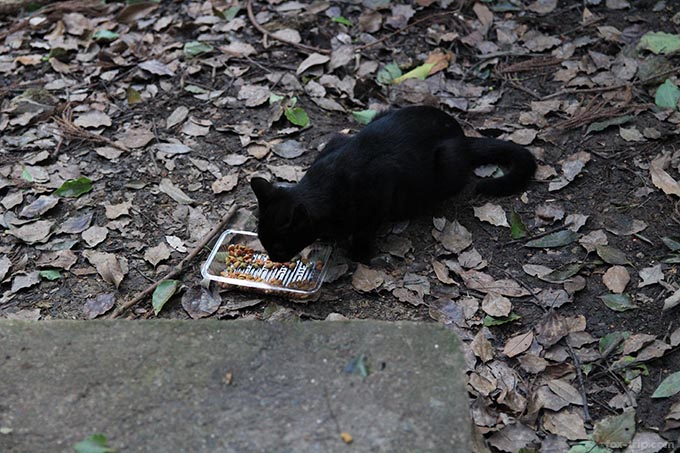 餌を食べている猫