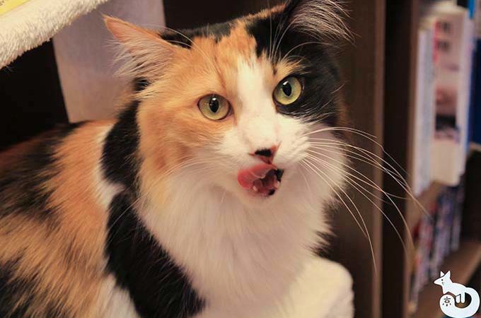 【京都 猫カフェ】猫カフェ TiME（タイム）体験レポート｜伏見稲荷で猫とまったりできます