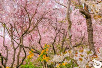 原谷苑へ桜を見に行ってきた｜混雑状況や見どころを写真で紹介