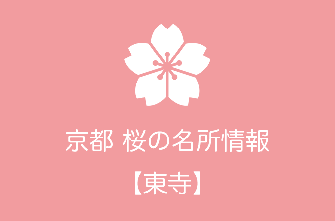 東寺の桜情報｜2019年の開花予想から例年の見頃時期まで