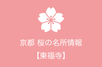 東福寺の桜情報｜2019年の開花予想から例年の見頃時期まで